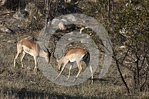 A photo of two impala fighting