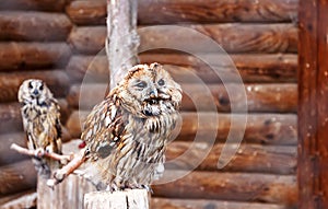 Photo of two owls in a zoo cage. Owl face with disdain expression. Defiance concept. Defiant face. Disdainful face. Funny owl. Fun