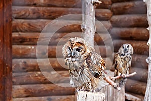 Photo of two owls in a zoo cage. Owl face with disdain expression. Defiance concept. Defiant face. Disdainful face. Funny owl. Fun