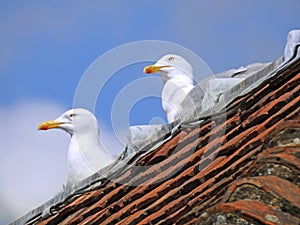 Rooftop nesting seagulls