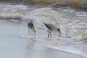 Photo of two sandpipers on a beach.