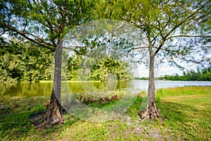 Photo of two trees by a lake naturescape long exposure with motion blur