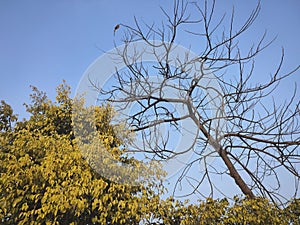 Photo of two trees one is dry tree and second one is fulfilled with green leaves photo