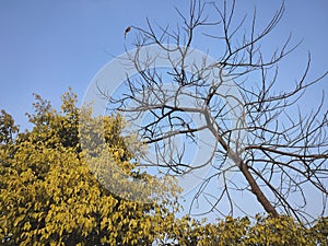 Photo of two trees one is dry tree and second one is fulfilled with green leaves