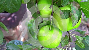 Photo of unripen apples hanging on the tree in summer day