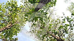 photo up to the tree top shot from below