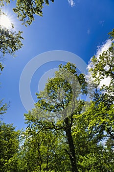 photo up to the tree top shot from below, springtime in germany with sunstar