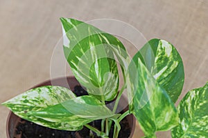 Photo of a variegated pothos plant, with leaves showing white and green patterns on the surface