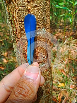 Photo of a very beautiful blue bird feather objectTerjemahkan