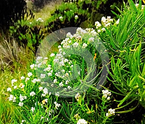 This is a photo of a very rare flower, namely the edelweiss flower. This flower is very important for the natural ecosystem