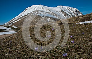 Photo of Vettore mountain with snow and crocus flowers photo