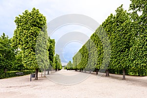 Photo view of famous green alligned trees at schonbrunn