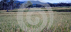 This photo is a view of an unspoiled rice field