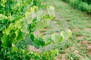 Photo of vineyard branch with fresh leaves