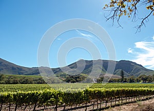 Photo of vineyards at Groot Constantia, Cape Town, South Africa, taken on a clear early morning. Mountains in distance.