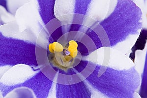 Photo of viola sororia flower