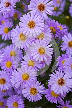 Photo of violet chamomiles on green leaves background