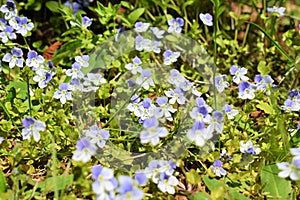 The violets of the field in early spring