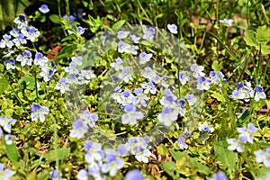The violets of the field in early spring