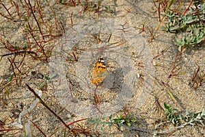 Wall Brown Butterfly (Lasiommata maera)