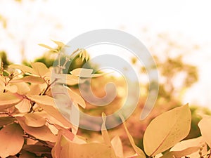 Photo wallpaper leaves, macro, trees, background, tree, Wallpaper, yellow leaves Falling autumn leaves over Yellow Blurred Fall