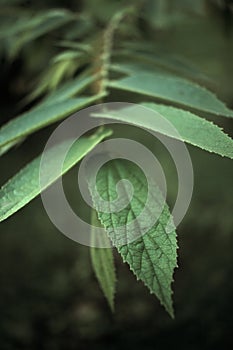 Green leaves - stock image photo