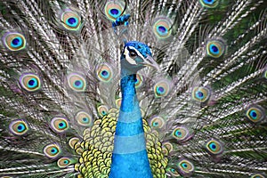 Azul pavo real vistoso plumas 