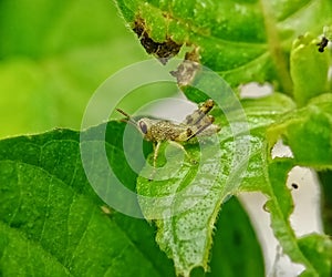 Baby Grasshopper beautiful