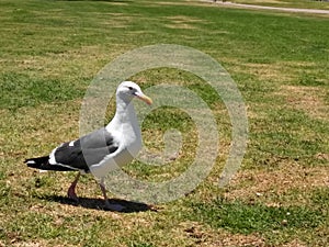 A seabird pacing leisurely on the grass at San Diego Beach