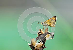 butterflt on leaf in garden photo