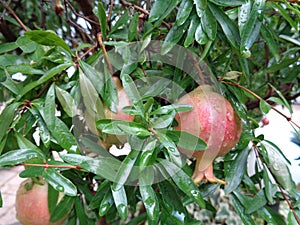 Pomegranates and leaves in summer rain.