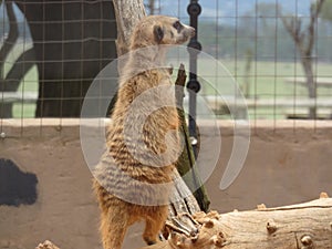 Zoo. Wildlife. Small Mongoose standing on a dead tree branch in a sand enclosure looking through the fence. Sad. Heartbreaking photo