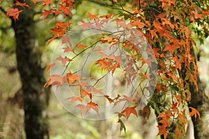 Autumn's maple is always a photographer's best friend photo