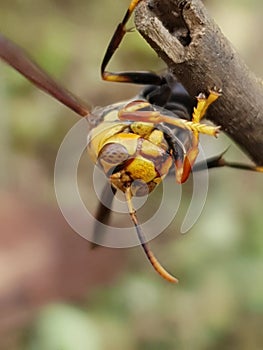 Photo of a wasp perched on the tip of a tree branch