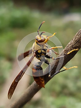 Photo of a wasp perched on the tip of a tree branch