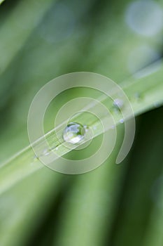 Water droplets on a plant