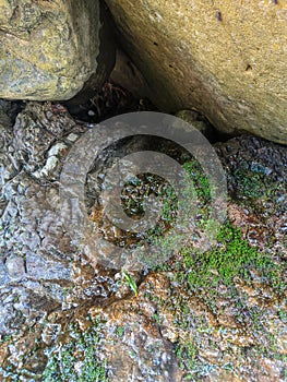 photo of water seepage between rocks and moss