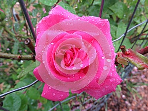 Bagnato rosa rosa la pioggia maggio 