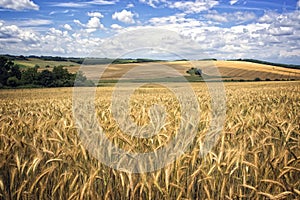 Photo of a wheat field
