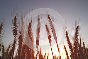 Photo of wheat field at sunrise sun burst. glitter overlay