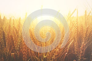 photo of wheat field at sunset