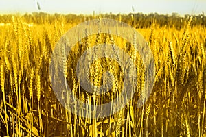 Photo of wheat fields for baisakhi