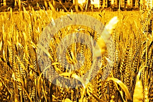 Photo of wheat fields for baisakhi