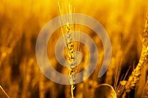 Photo of wheat fields for baisakhi festival in punjabi culture