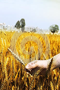 Photo of wheat fields holding in hand for baisakhi festival in punjabi culture