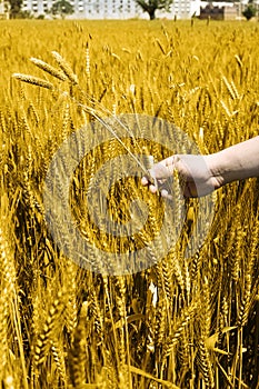 Photo of wheat fields holding in hand for punjabi culture