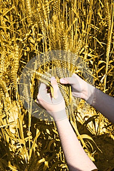 Photo of wheat fields holding in hand for punjabi culture in baisakhi festival