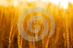 Photo of wheat fields for punjabi culture