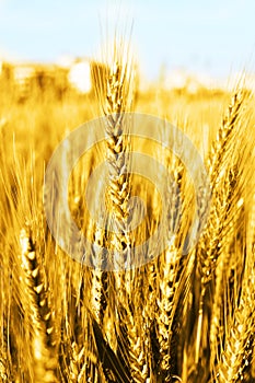 Photo of wheat fields for punjabi culture in baisakhi festival