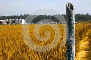 Photo of wheat fields for punjabi culture